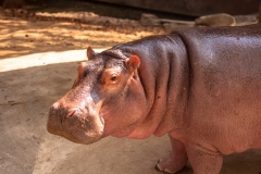 Chiang Mai Zoo
