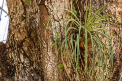 Cienfuegos Botanical Garden