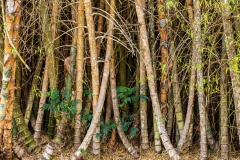 Cienfuegos Botanical Garden