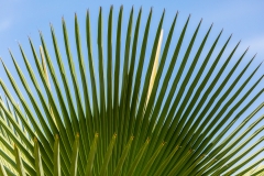 Cienfuegos Botanical Garden