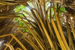 Cienfuegos Botanical Garden