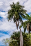 Cienfuegos Botanical Garden