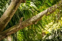 Cienfuegos Botanical Garden