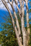Cienfuegos Botanical Garden