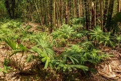 Cienfuegos Botanical Garden