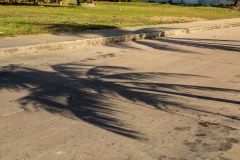 Palm tree shadows