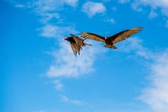 Turkey vulture