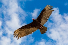Turkey vulture