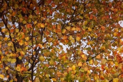 Autumn leaves, Copenhagen
