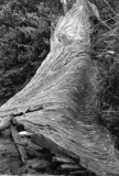 Weathered tree trunk