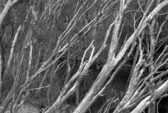 Flood-damaged trees