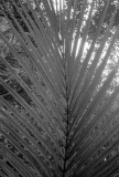 Palm