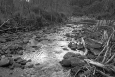 Kauaeranga river