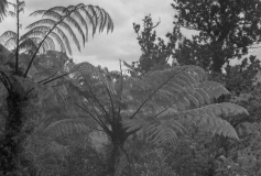 Coromandel Ferns