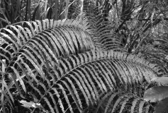 Coromandel Ferns
