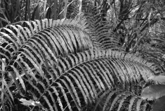 Coromandel Ferns