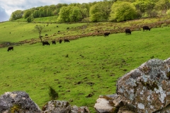 Dartmoor scene