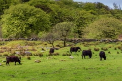Dartmoor scene