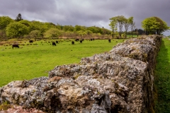Dartmoor scene