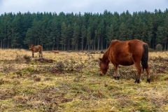 Dartmoor ponies