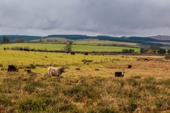 Dartmoor cows