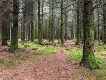 Burrator Arboretum