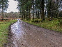 Muddy track