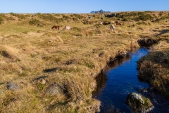Moorland stream