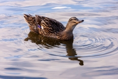 Ducks
