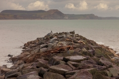 The Cobb