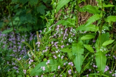 Wildflowers