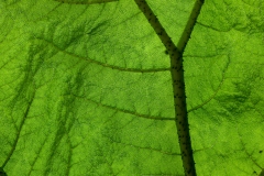Leaf