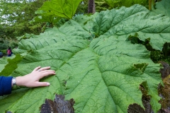 Leaf