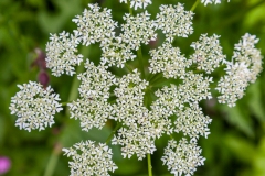 Wildflowers
