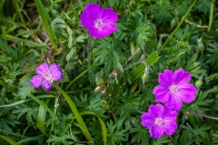 Wildflowers