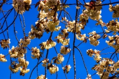 Apple Blossom
