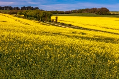 Rapeseed fields