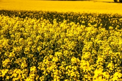 Rapeseed fields