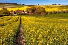 Manor Farm