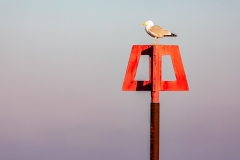 Seagull, Mudeford Beach