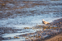Seagull, Mudeford Sandbank