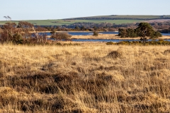 Studland and Godlingston Heath