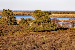 Studland and Godlingston Heath