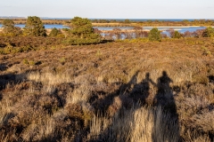 Studland and Godlingston Heath