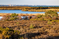 Studland and Godlingston Heath