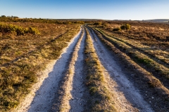 Studland and Godlingston Heath