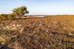 Studland and Godlingston Heath