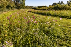 Wild flower meadow at Ashmore Manor, Cranborne Chase
