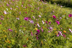 Close up of wild flower meadow at Ashmore Manor, Cranborne Chase