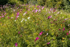 Sunlight on a wild flower meadow at Ashmore Manor, Cranborne Chase